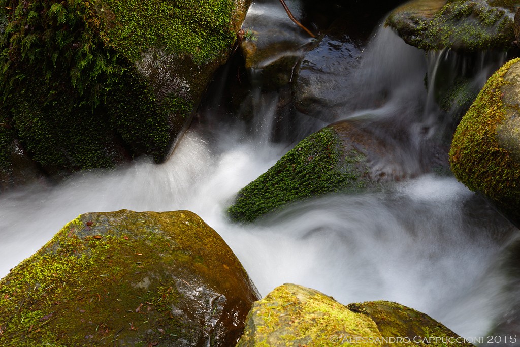 Acqua, Foresta di Vallombrosa: Acqua, Foresta di Vallombrosa