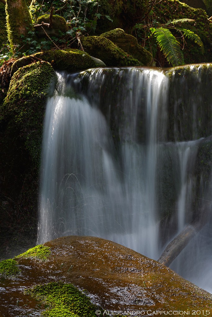 Acqua, Foresta di Vallombrosa: Acqua, Foresta di Vallombrosa