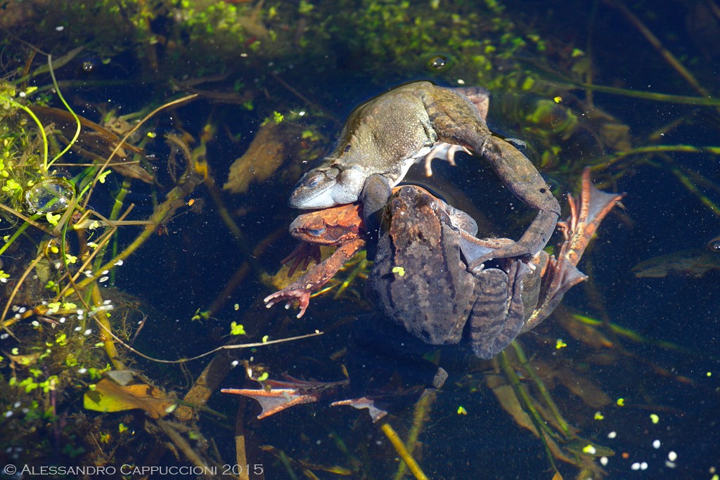 Rana temporaria, Foreste Casentinesi: Rana temporaria, Foreste Casentinesi