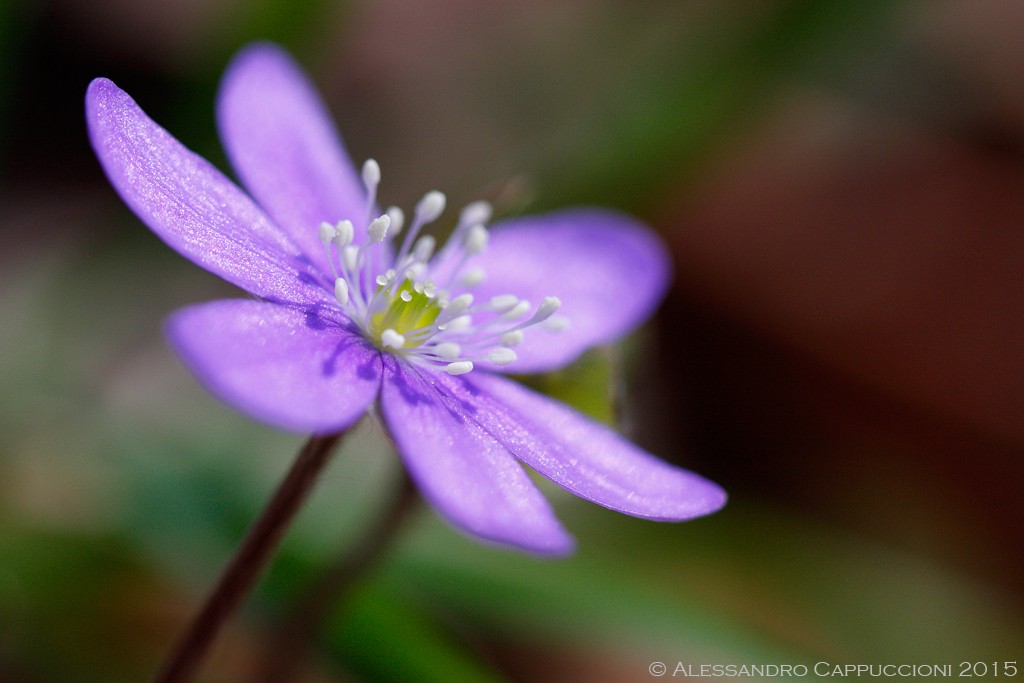 Anemone hepatica: Anemone hepatica