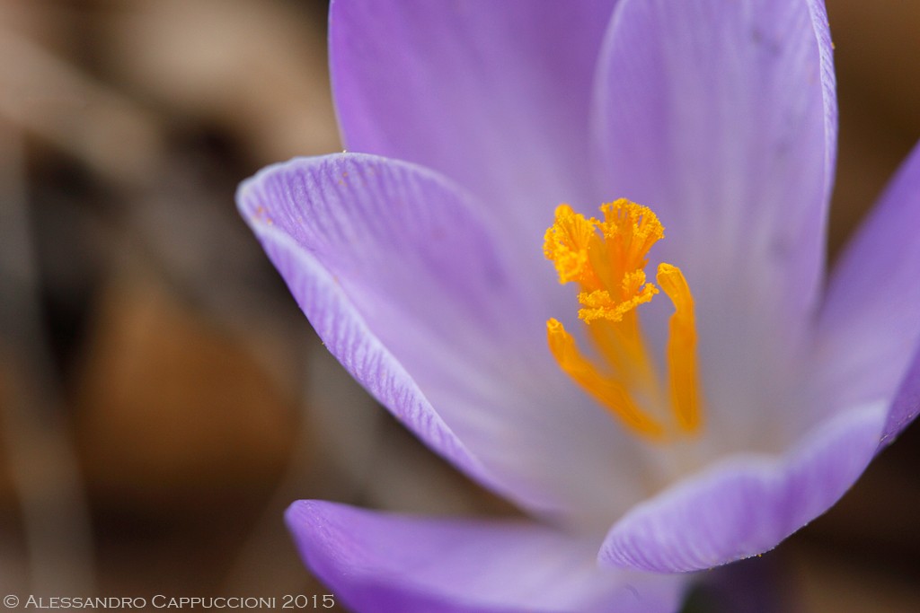 Crocus: Crocus