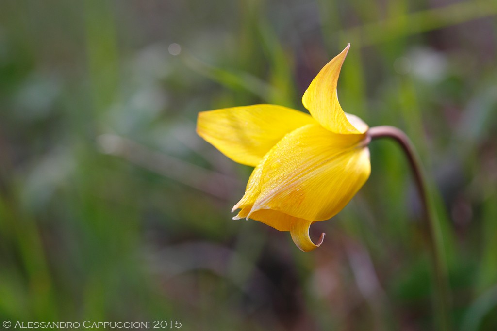 Tulipa sylvestris: Tulipa sylvestris