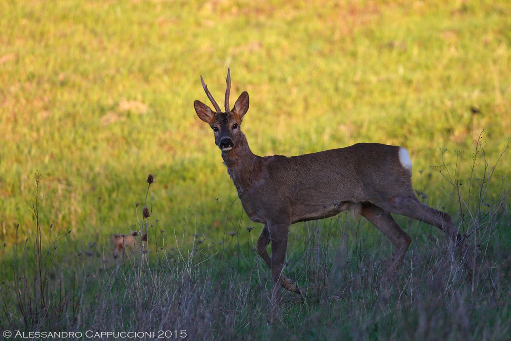 Capriolo (Capreolus capreolus): Capriolo (Capreolus capreolus)