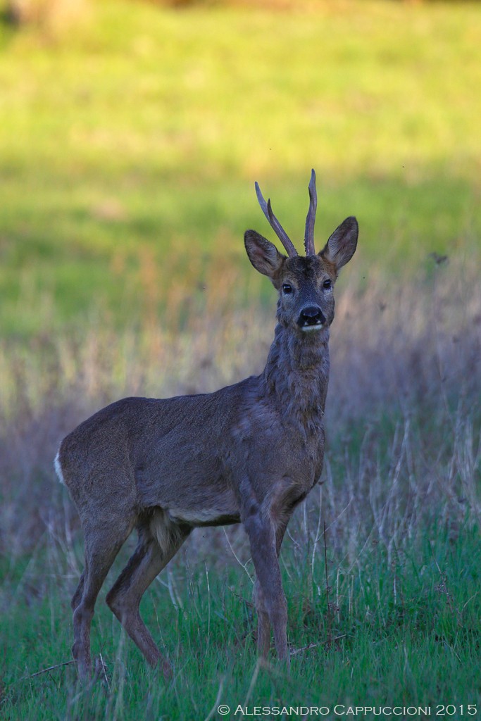 Capriolo (Capreolus capreolus): Capriolo (Capreolus capreolus)