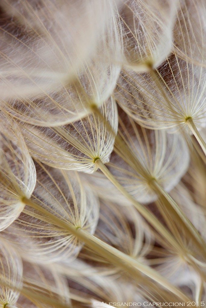 Taraxacum: Taraxacum