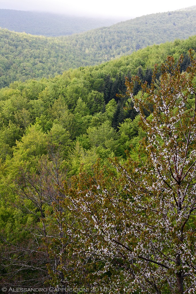 Primavera, Monti del Pratomagno: Primavera, Monti del Pratomagno