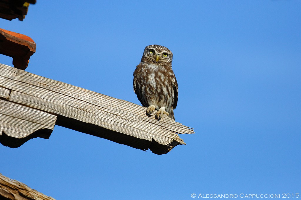 Civetta, Athene noctua: Civetta, Athene noctua