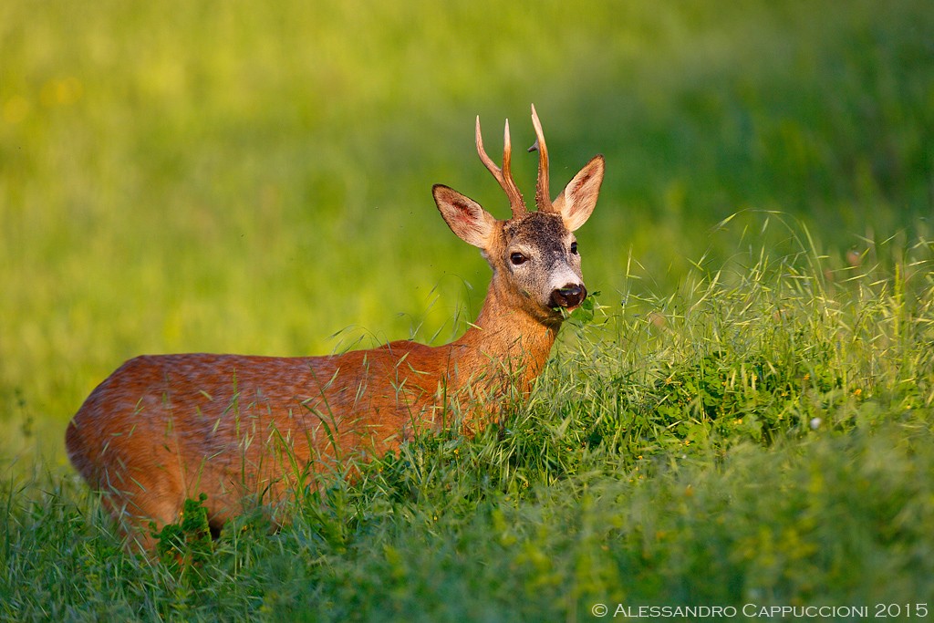 Capriolo (Capreolus capreolus): Capriolo (Capreolus capreolus)