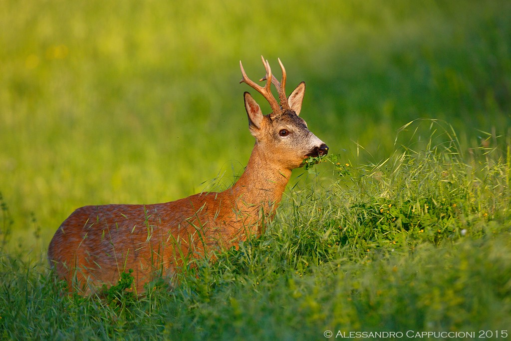 Capriolo (Capreolus capreolus): Capriolo (Capreolus capreolus)