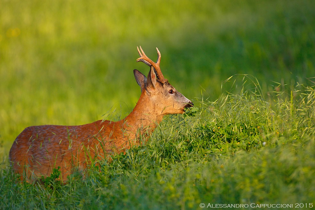 Capriolo (Capreolus capreolus): Capriolo (Capreolus capreolus)