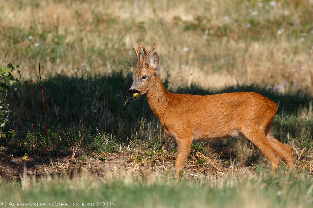 Il Capriolo e la pera: Il Capriolo e la pera