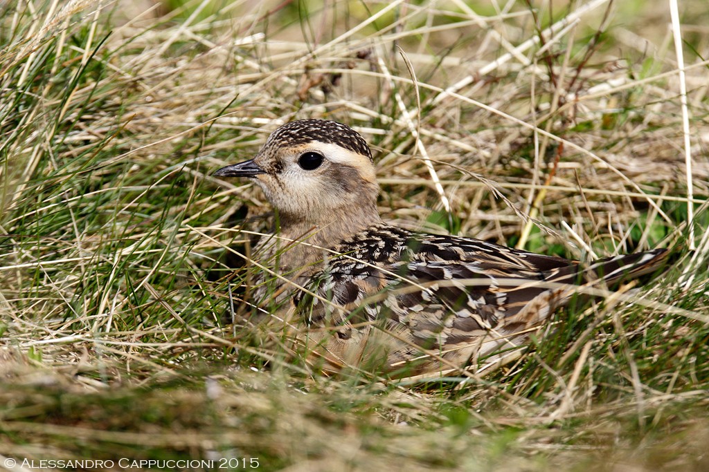 Piviere tortolino, Charadrius morinellus: Piviere tortolino, Charadrius morinellus