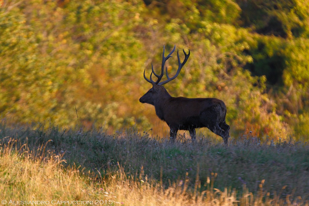 Cervo, Cervus elaphus: Cervo, Cervus elaphus