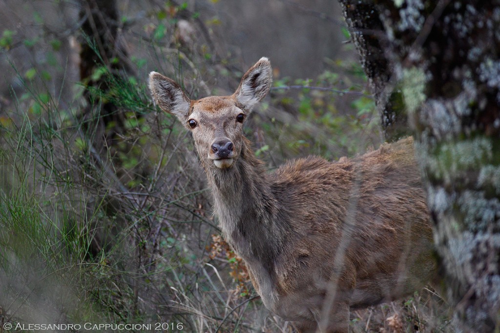 Cervus elaphus, Foreste Casentinesi: Cervus elaphus, Foreste Casentinesi