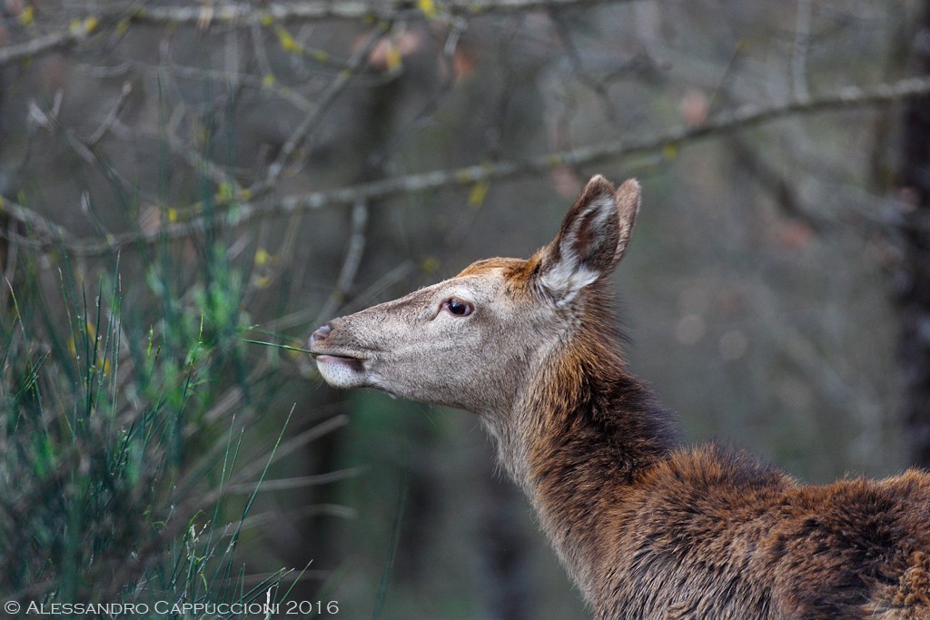 Cervus elaphus, Foreste Casentinesi: Cervus elaphus, Foreste Casentinesi