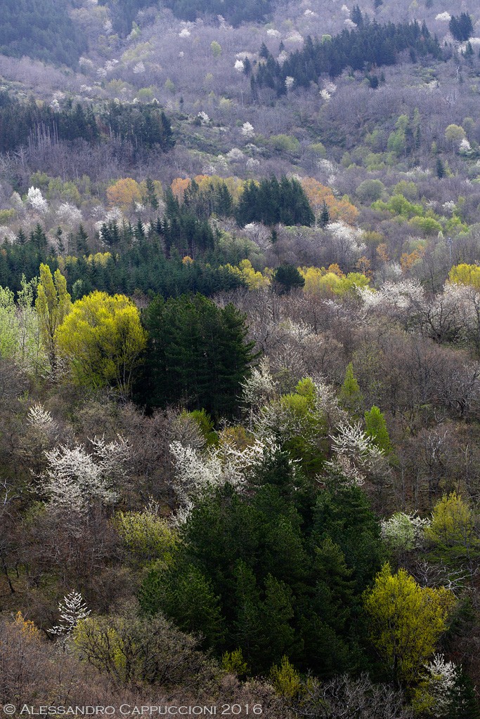 Primavera, Foreste Casentinesi: Primavera, Foreste Casentinesi