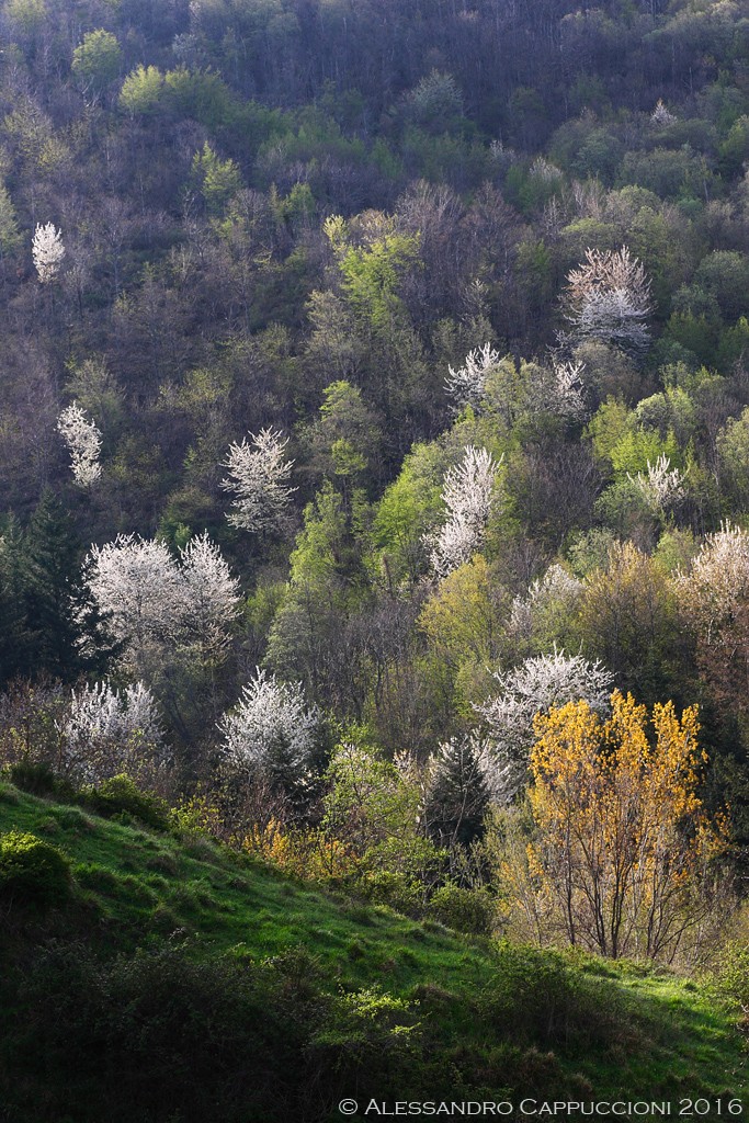 Primavera, Foreste Casentinesi: Primavera, Foreste Casentinesi