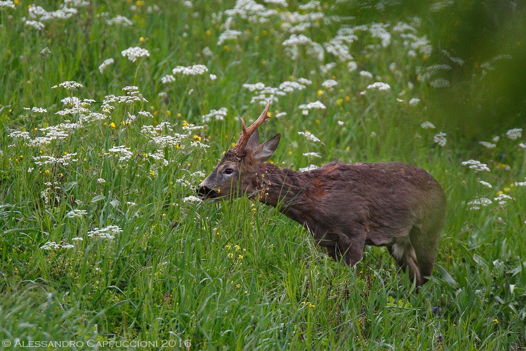 Capriolo (Capreolus capreolus): Capriolo (Capreolus capreolus)