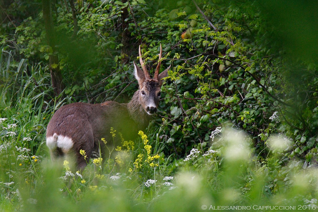 Capriolo (Capreolus capreolus): Capriolo (Capreolus capreolus)