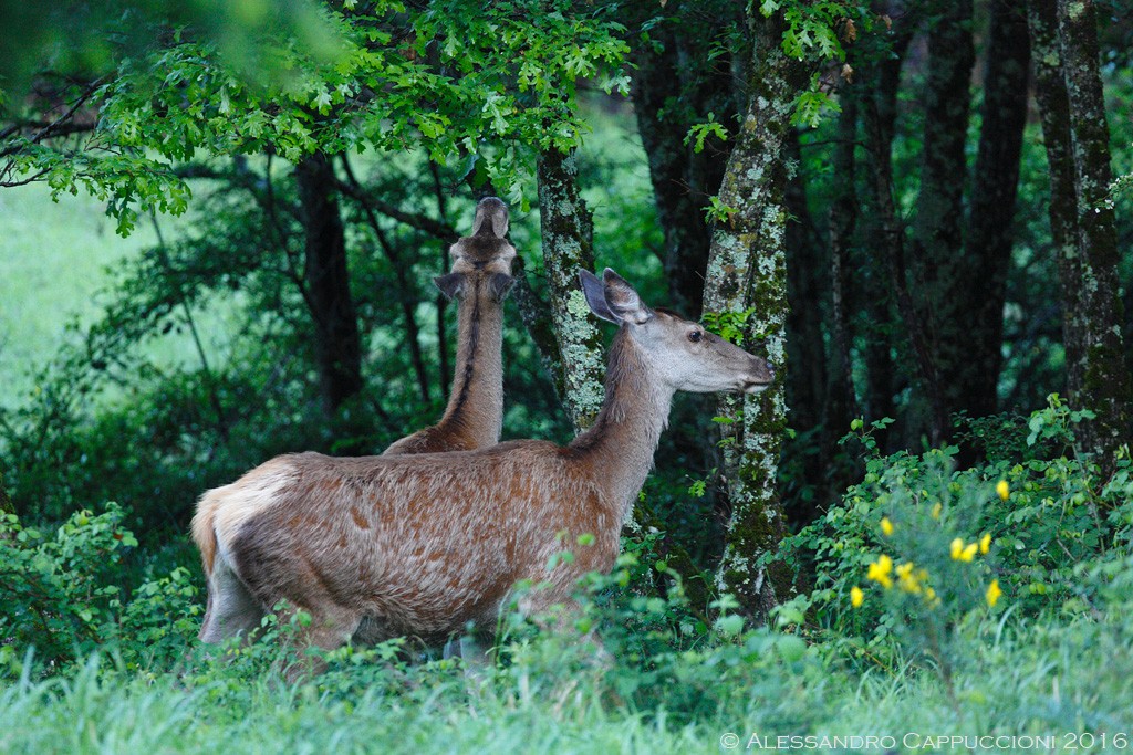 Cervus elaphus, Foreste Casentinesi: Cervus elaphus, Foreste Casentinesi