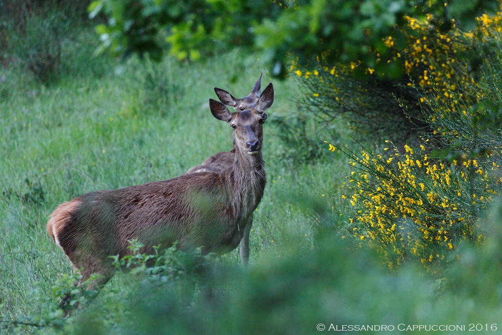 Cervus elaphus, Foreste Casentinesi: Cervus elaphus, Foreste Casentinesi