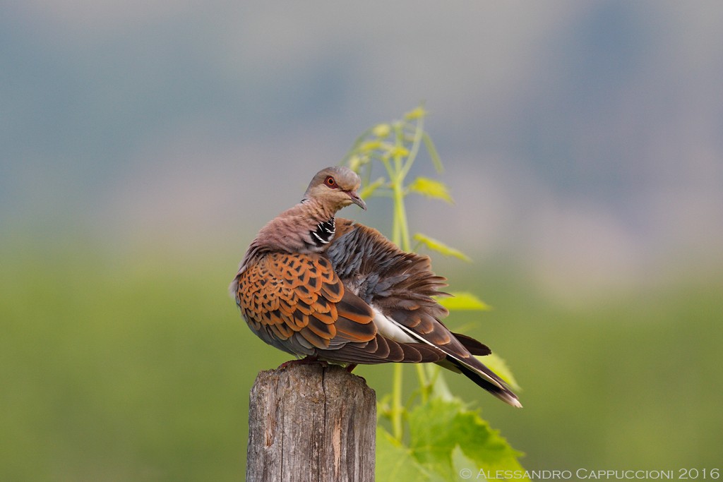 Tortora, Streptopelia turtur: Tortora, Streptopelia turtur