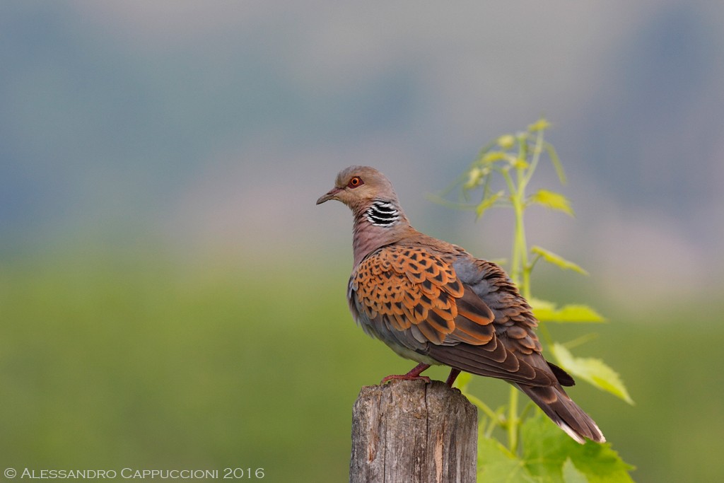 Tortora, Streptopelia turtur: Tortora, Streptopelia turtur