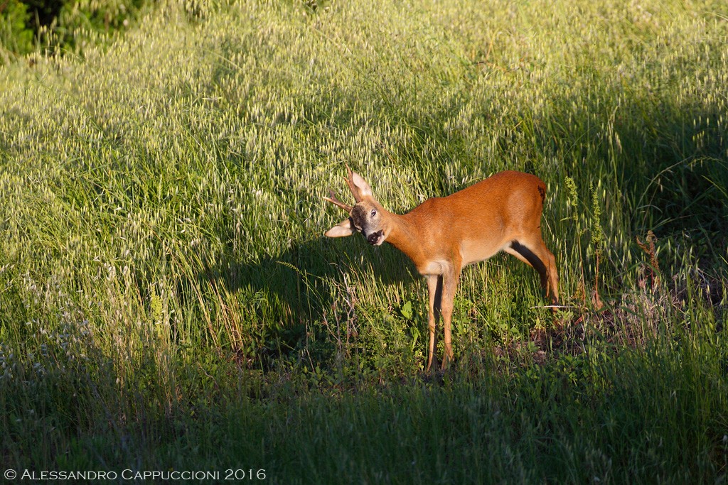 Capriolo (Capreolus capreolus): Capriolo (Capreolus capreolus)