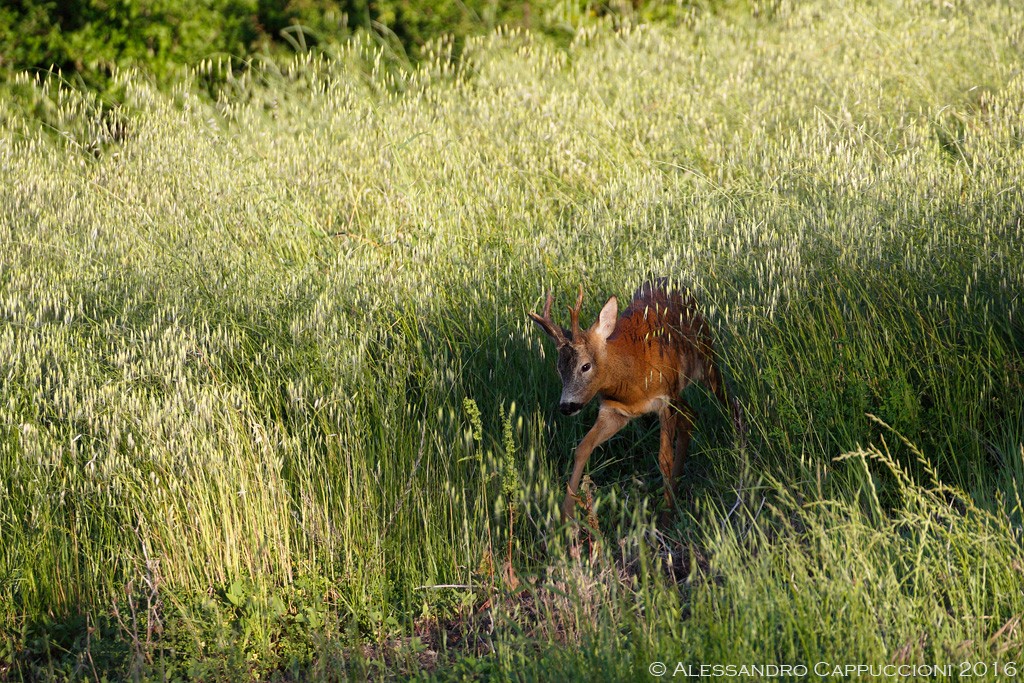 Capriolo (Capreolus capreolus): Capriolo (Capreolus capreolus)