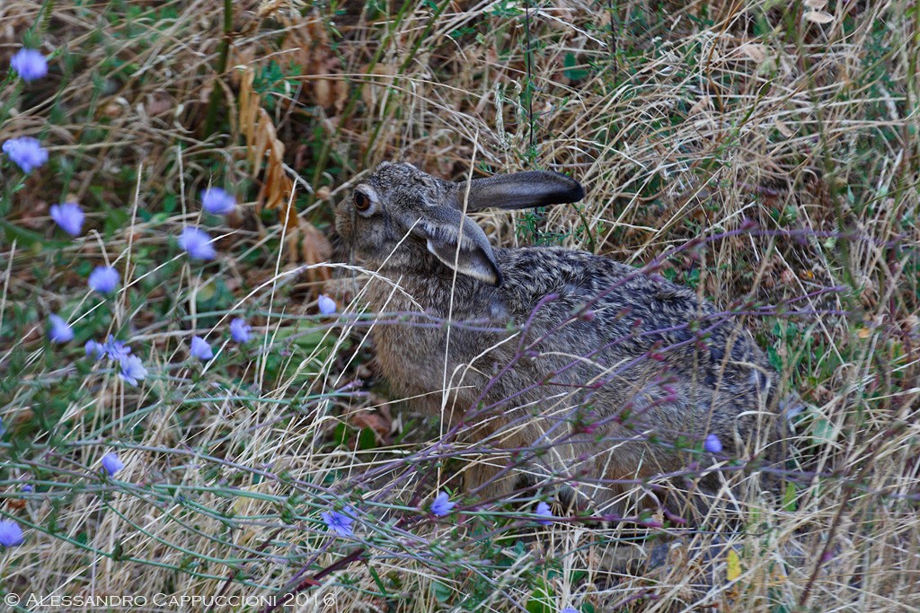 Lepre (Lepus europaeus): Lepre (Lepus europaeus)