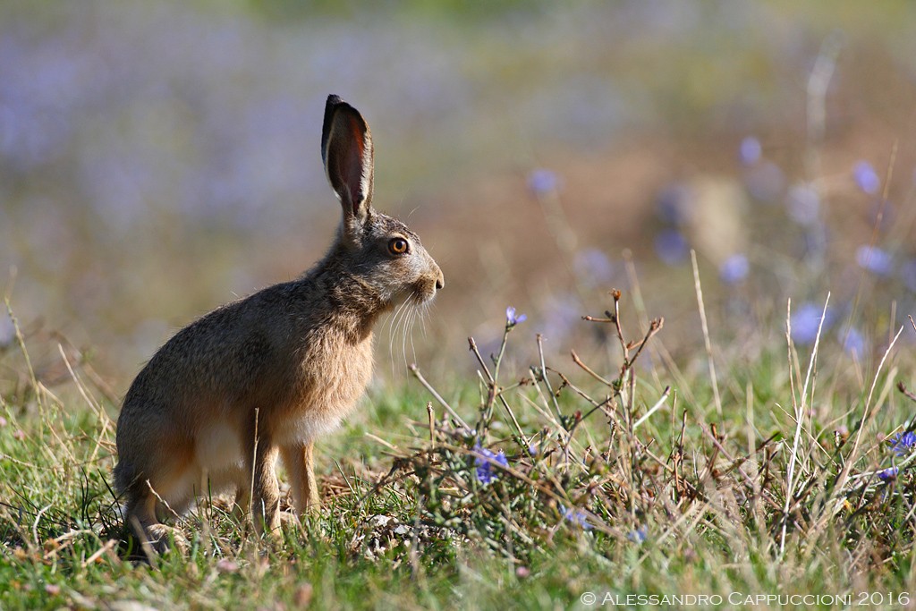 Lepre (Lepus europaeus): Lepre (Lepus europaeus)