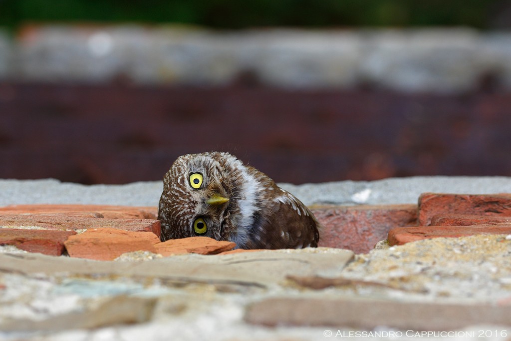 Civetta, Athene noctua: Civetta, Athene noctua