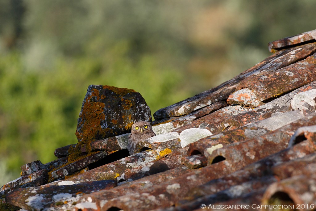 Civetta, Athene noctua: Civetta, Athene noctua