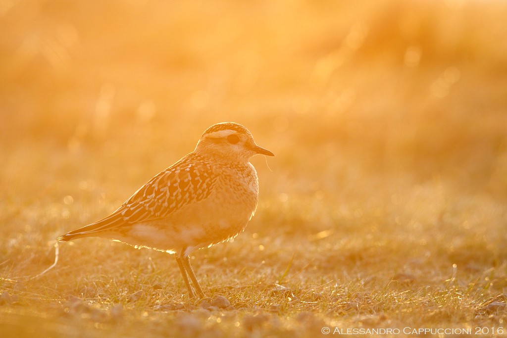 Piviere tortolino, Charadrius morinellus: Piviere tortolino, Charadrius morinellus