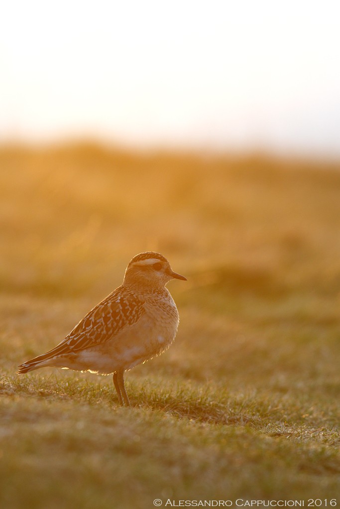 Piviere tortolino, Charadrius morinellus: Piviere tortolino, Charadrius morinellus