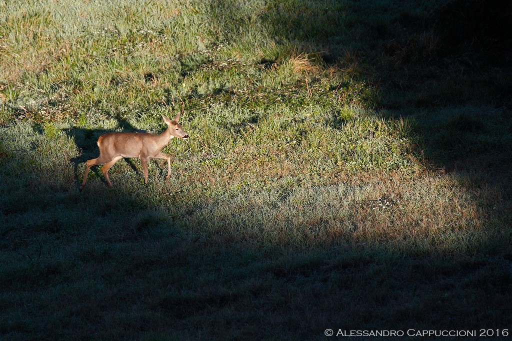 Capriolo (Capreolus capreolus): Capriolo (Capreolus capreolus)