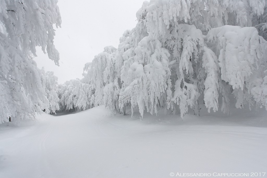 Inverno, Foreste Casentinesi: Inverno, Foreste Casentinesi