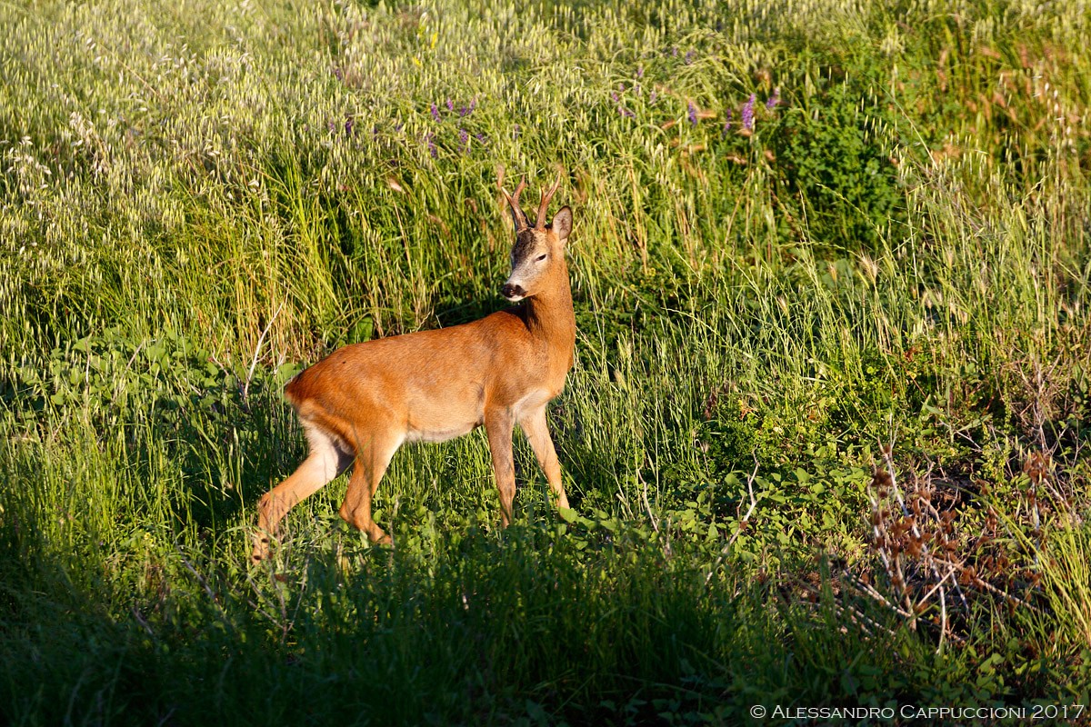 Capriolo (Capreolus capreolus): Capriolo (Capreolus capreolus)