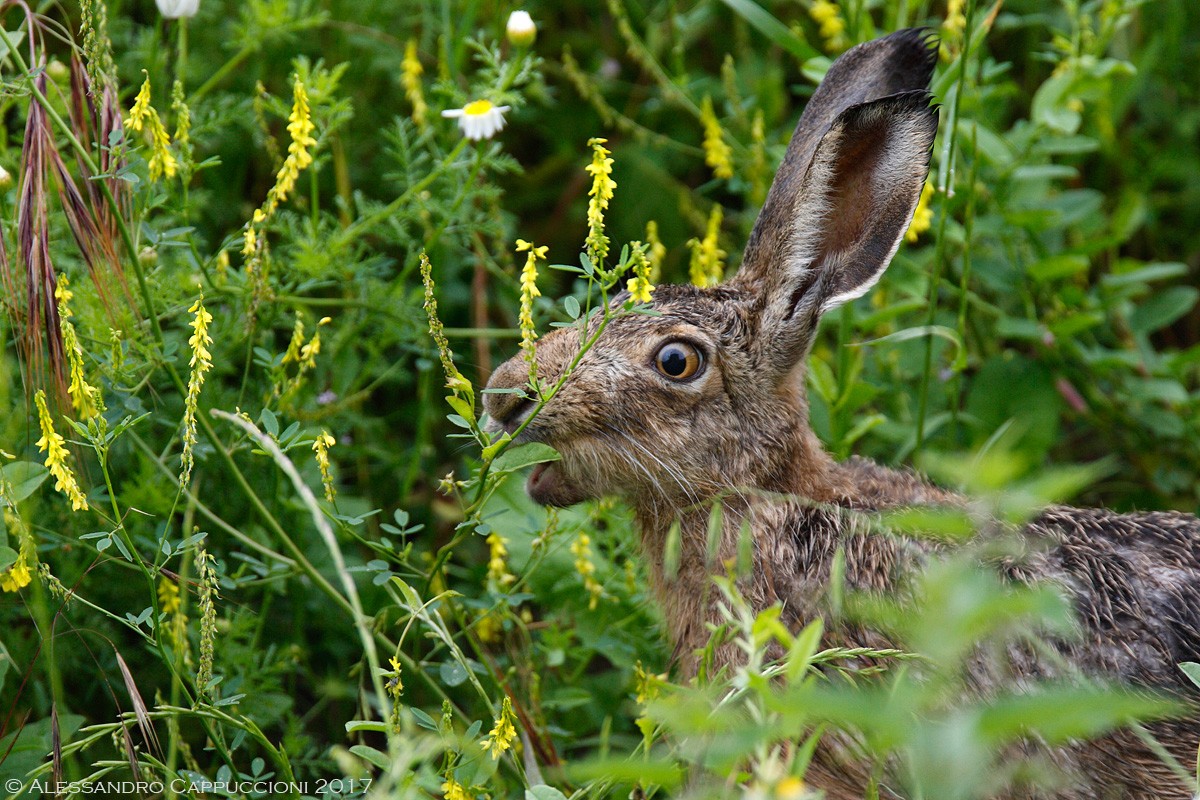 Lepre (Lepus europaeus): Lepre (Lepus europaeus)