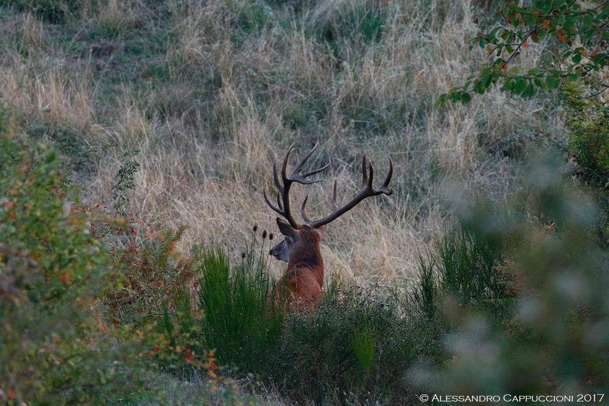 Cervo, Cervus elaphus: Cervo, Cervus elaphus