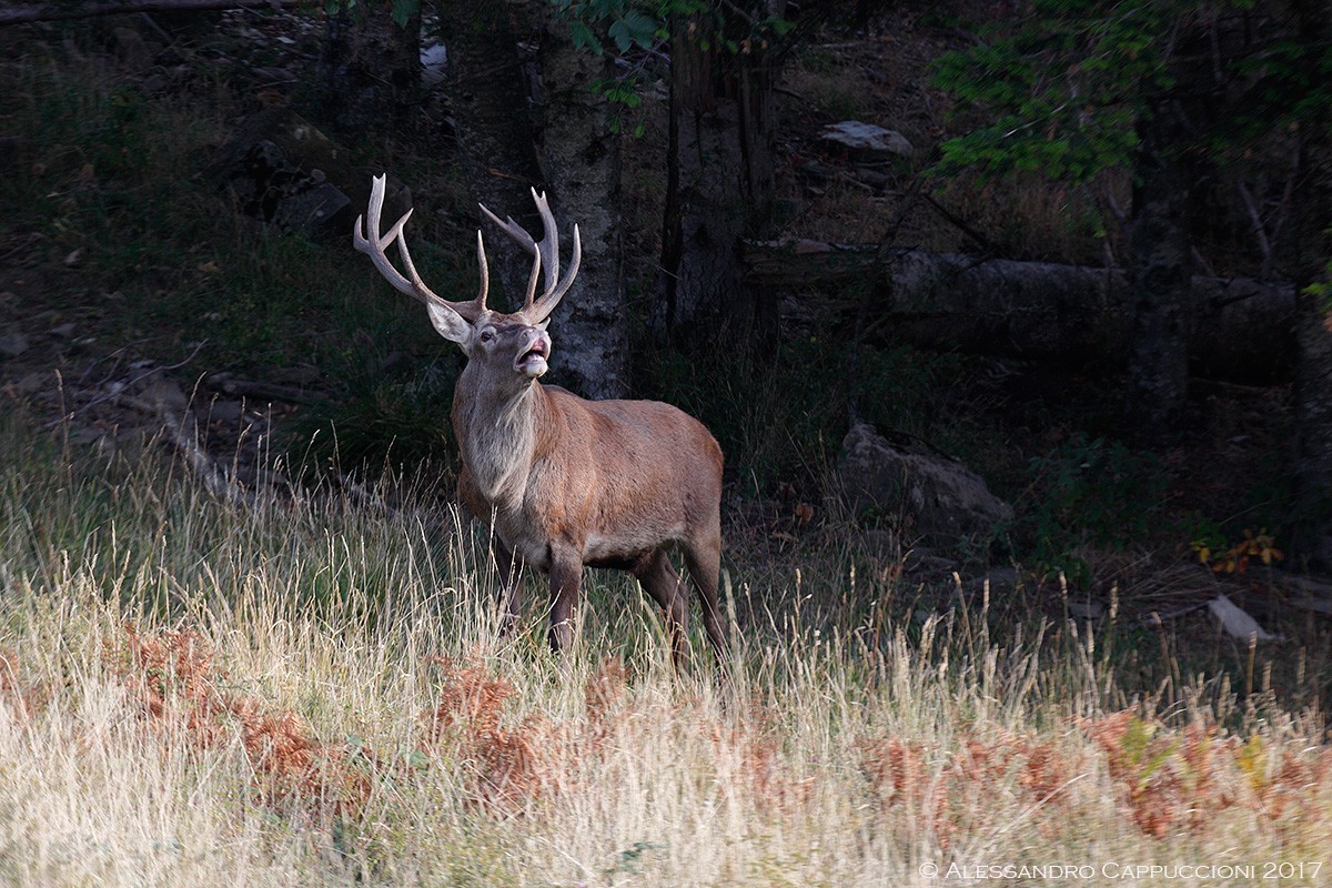 Cervo, Cervus elaphus: Cervo, Cervus elaphus