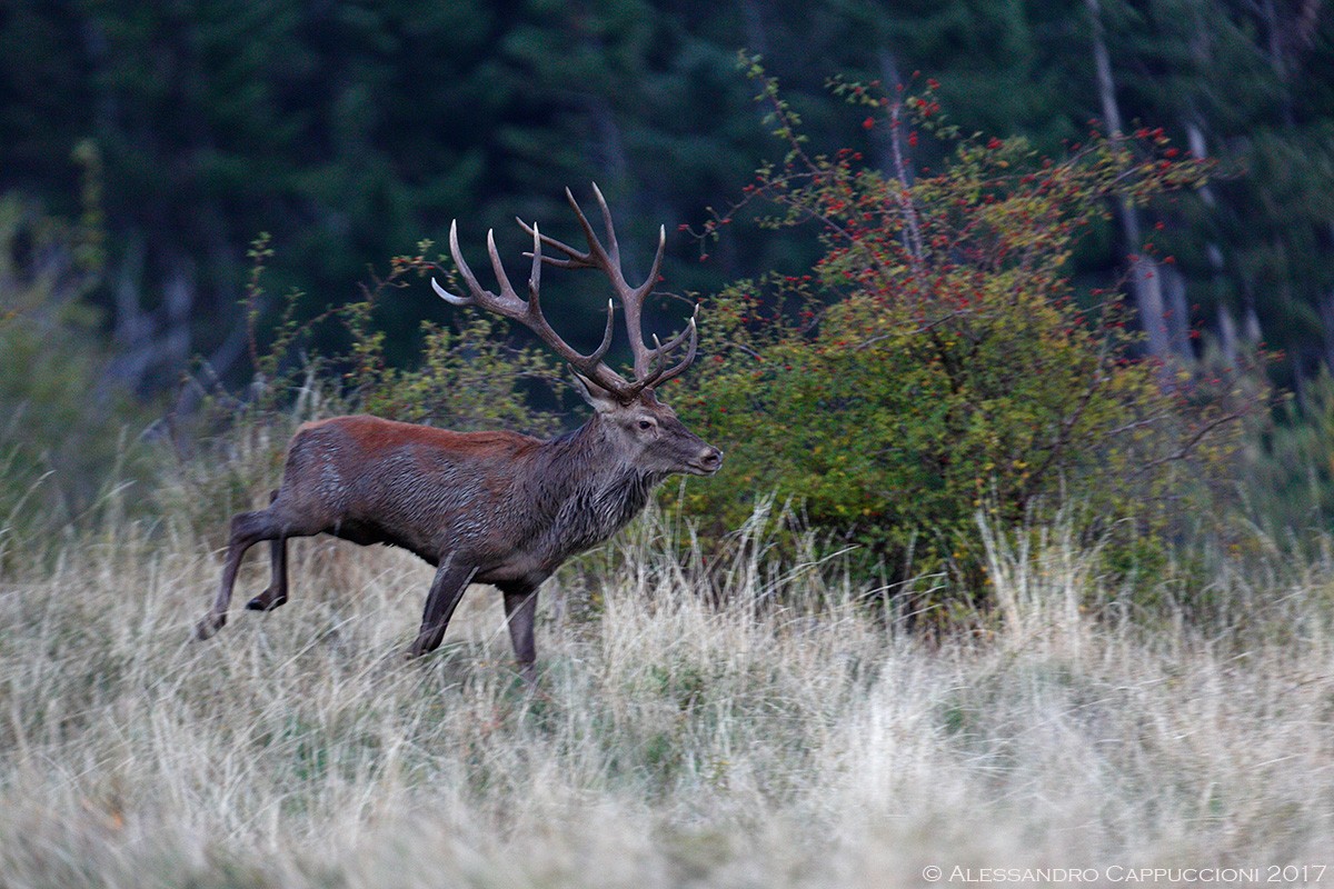 Cervo, Cervus elaphus: Cervo, Cervus elaphus