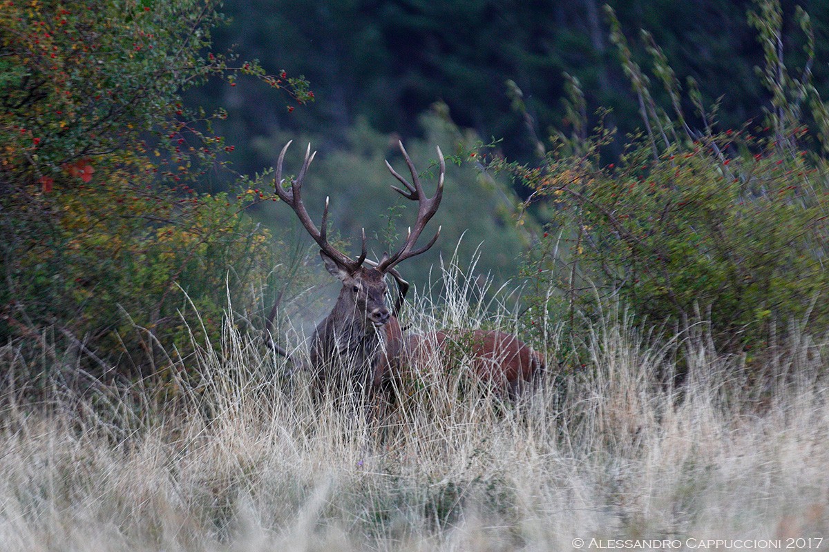 Cervo, Cervus elaphus: Cervo, Cervus elaphus