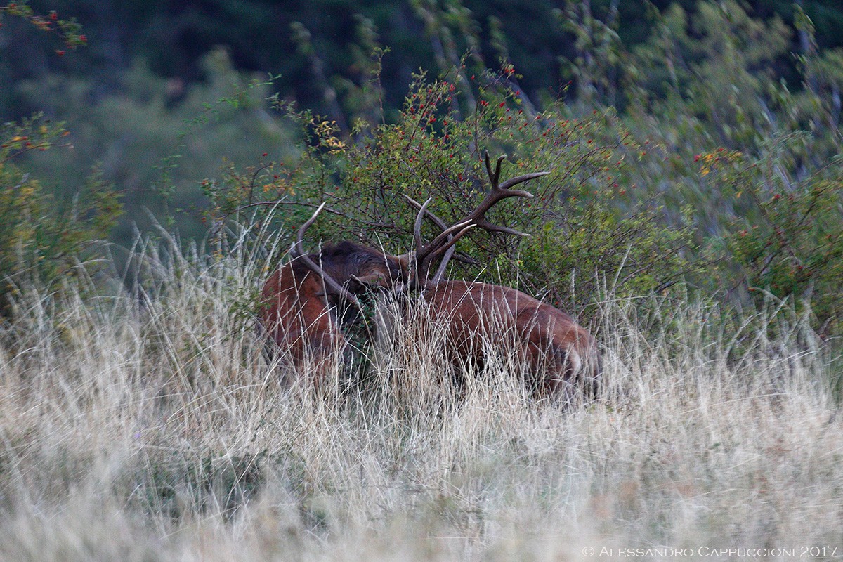 Cervo, Cervus elaphus: Cervo, Cervus elaphus