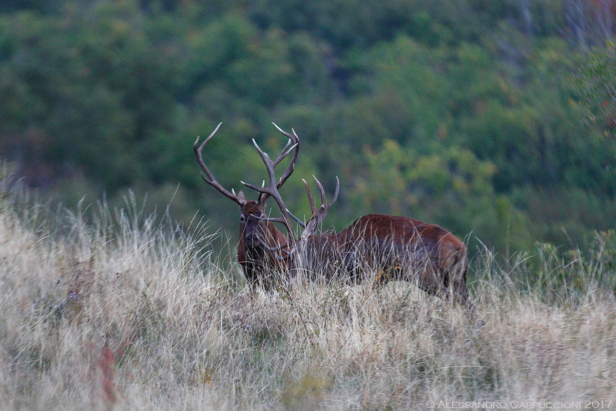 Cervo, Cervus elaphus: Cervo, Cervus elaphus