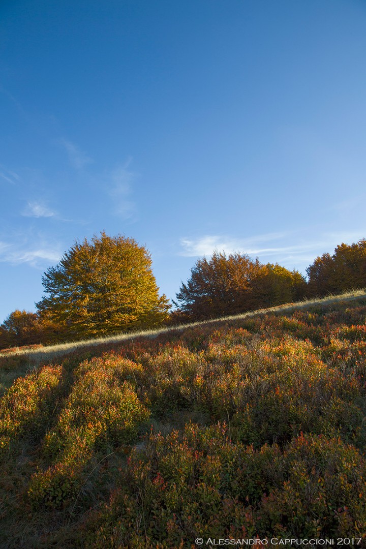 Autunno, Foreste Casentinesi: Autunno, Foreste Casentinesi