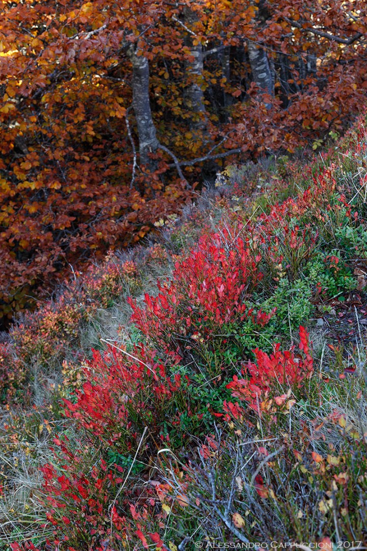 Autunno, Foreste Casentinesi: Autunno, Foreste Casentinesi