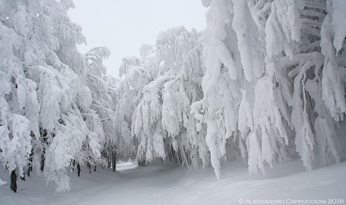 Foreste Casentinesi: Foreste Casentinesi