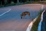 Canis lupus, juv ,Canis lupus, juv