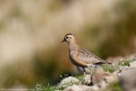 Piviere tortolino (charadrius morinellus ,Piviere tortolino (charadrius morinellus)